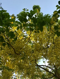 The glorious Amaltas (Cassia Fistula) is a shower of gold in the blazing Indian Summer