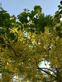 The glorious Amaltas (Cassia Fistula) is a shower of gold in the blazing Indian Summer